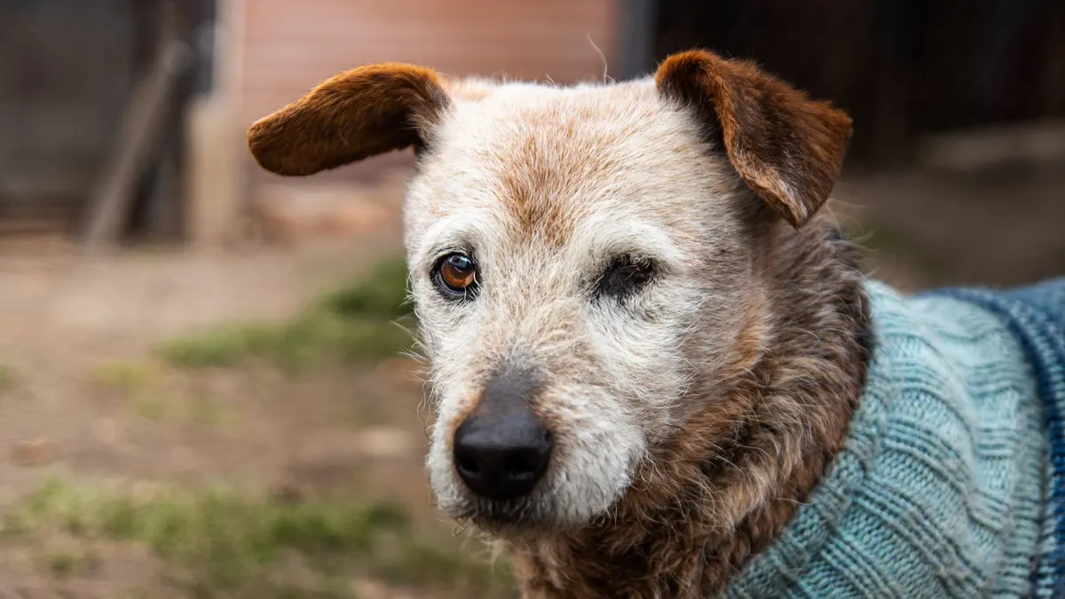 Best Blankets for Senior Dogs