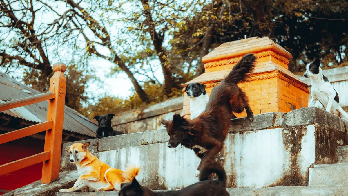 Best Dog Stairs for Older Dogs