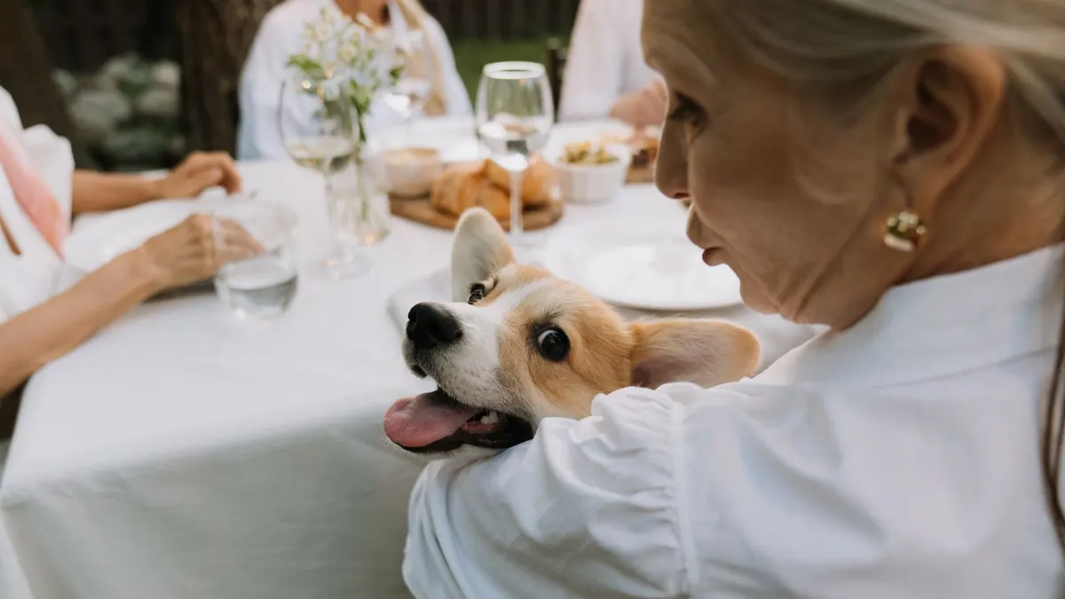 Best Foods for Senior Dogs With Sensitive Stomachs