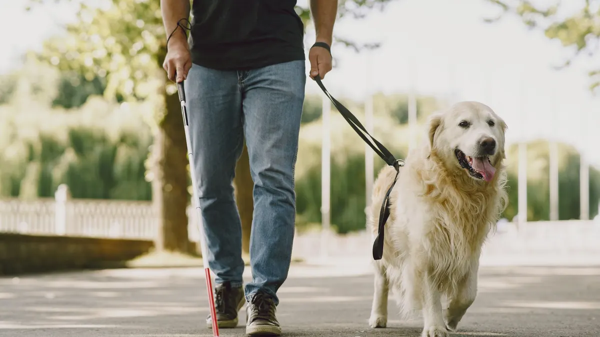 Best Support Harnesses for Senior Dogs: Walking + Lift Aid Guide