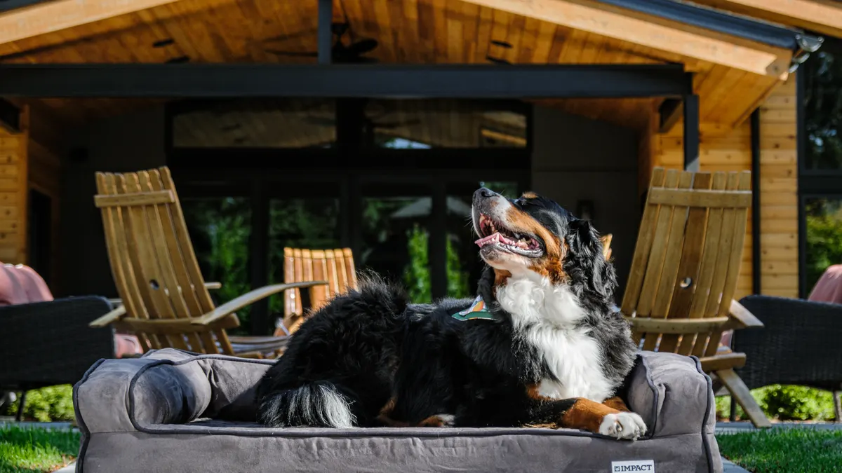 Best Low-Entry Dog Beds for Senior Dogs: Safe, Easy Access