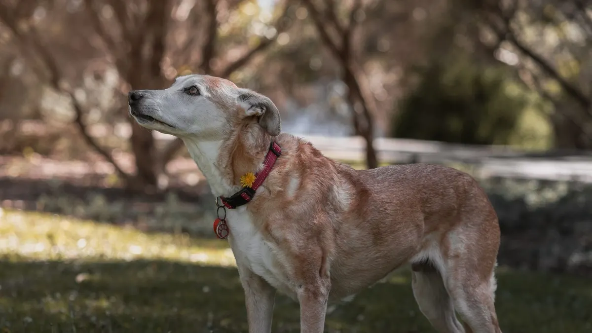 Best Night Lights for Senior Dogs