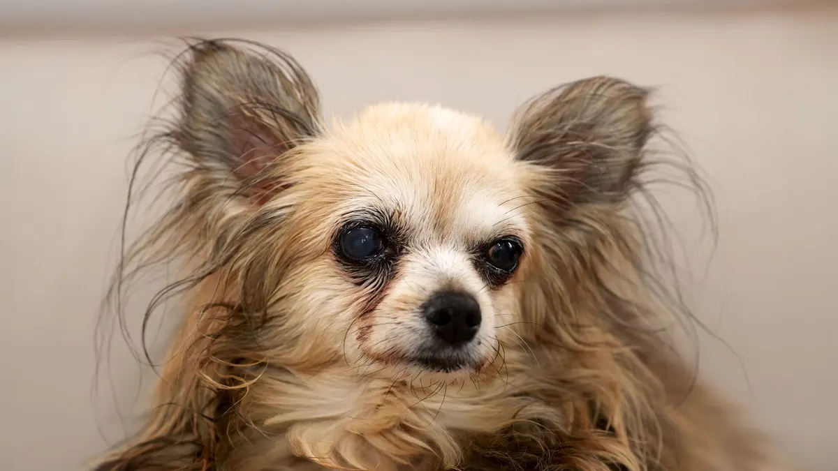 Gentle Stretching for Senior Dogs