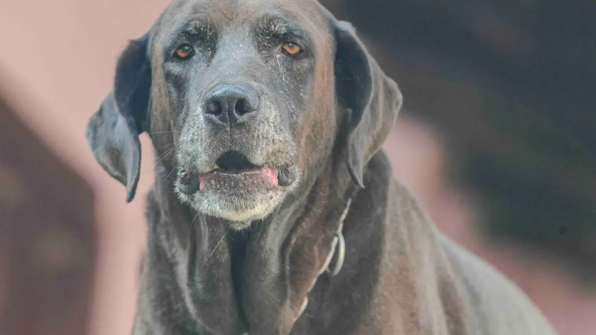 How Much Should a Senior Dog Eat?