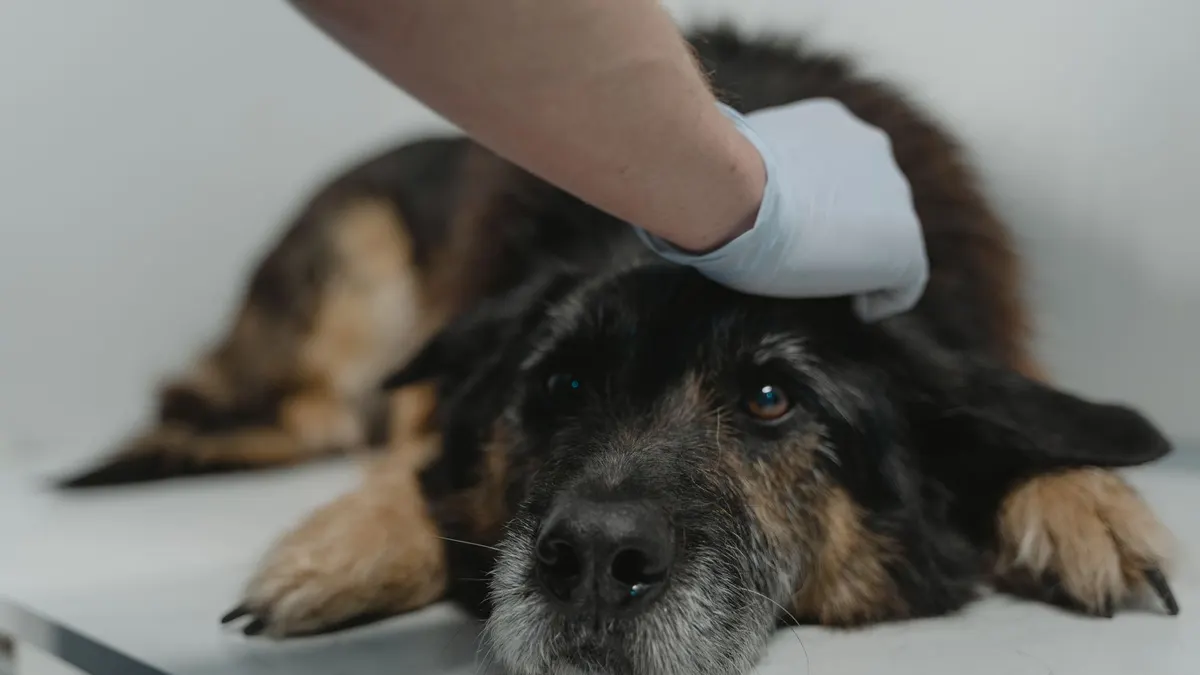How Often Should a Senior Dog See the Vet?