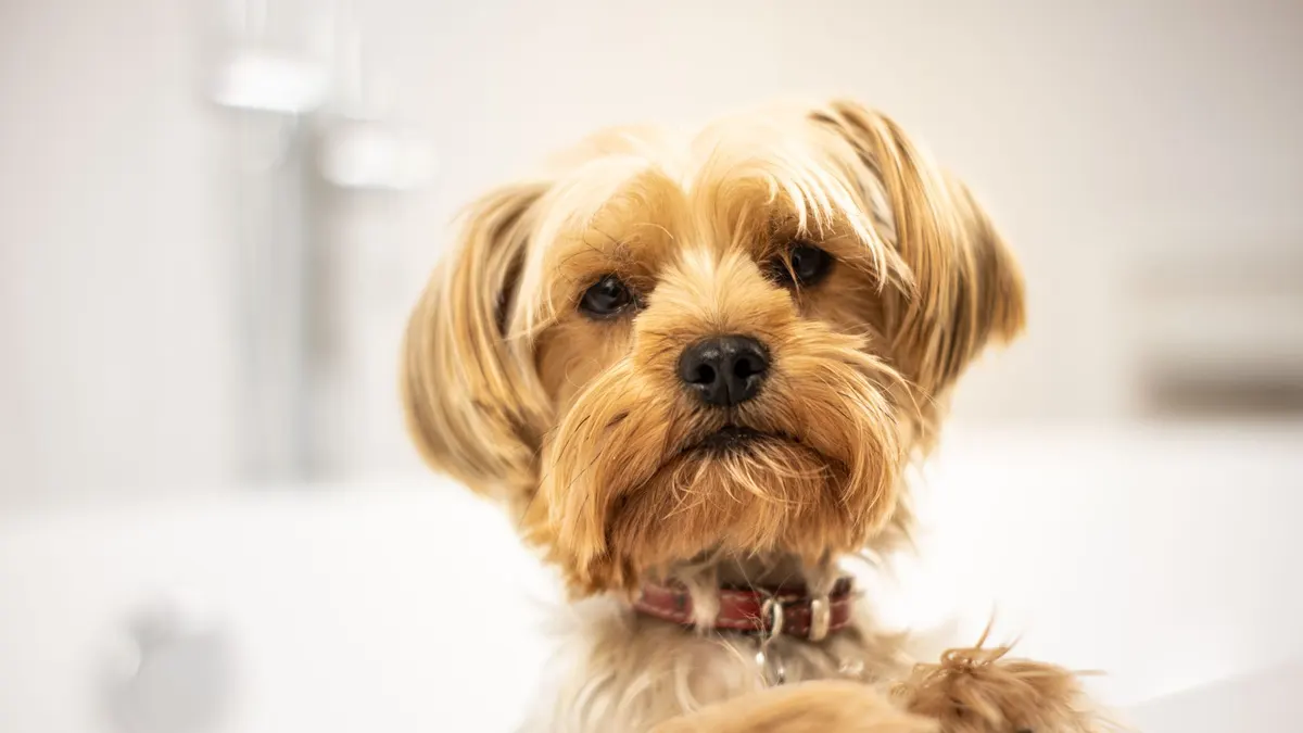 How Often Should You Bathe a Senior Dog?