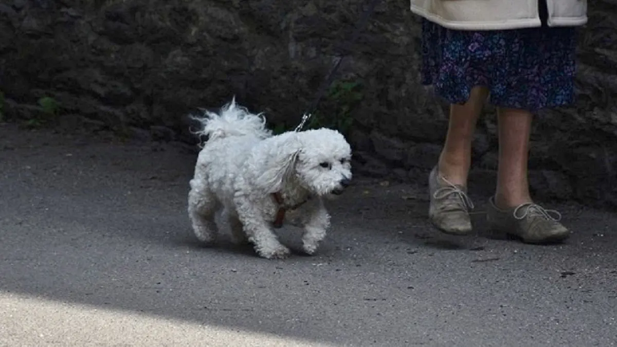 How Often Should You Walk a Senior Dog?