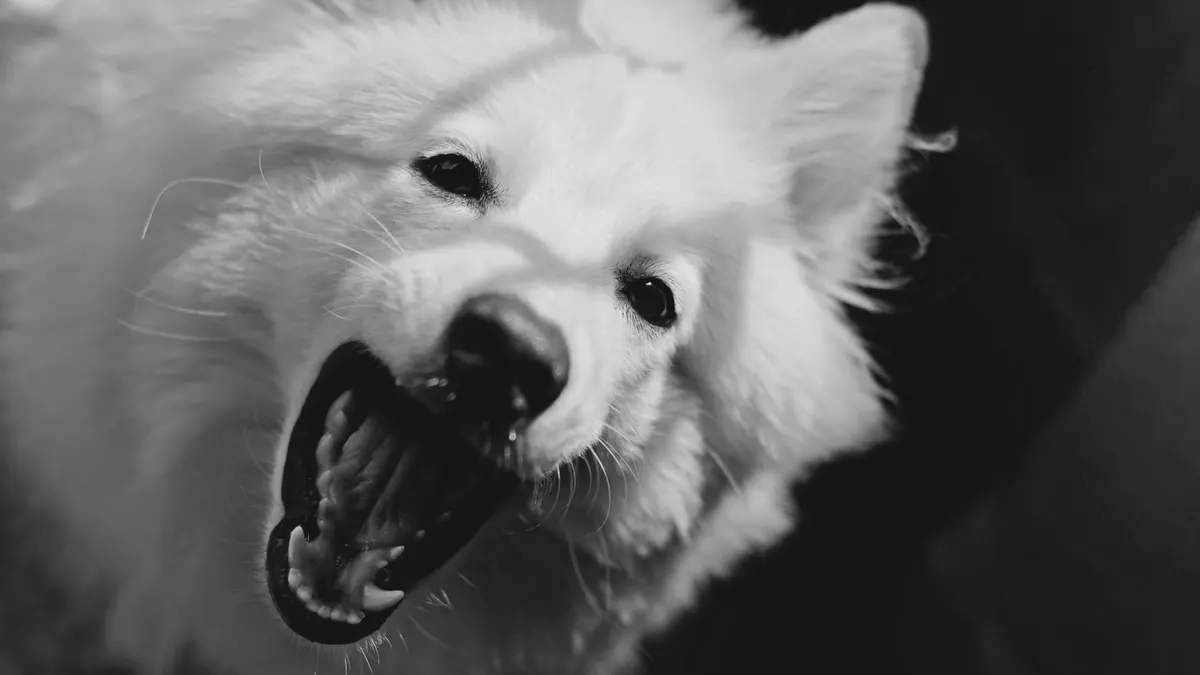 How to Brush an Older Dog’s Teeth