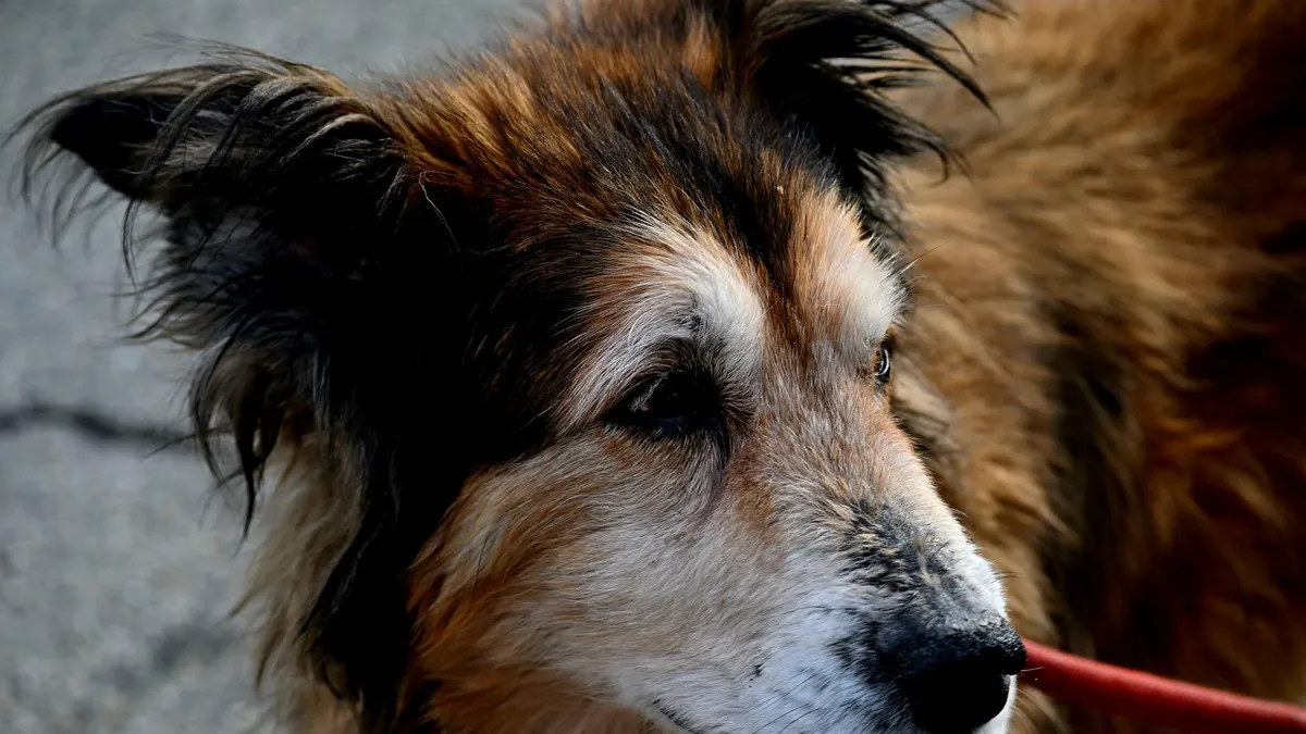 How to Create a Calm Routine for a Senior Dog