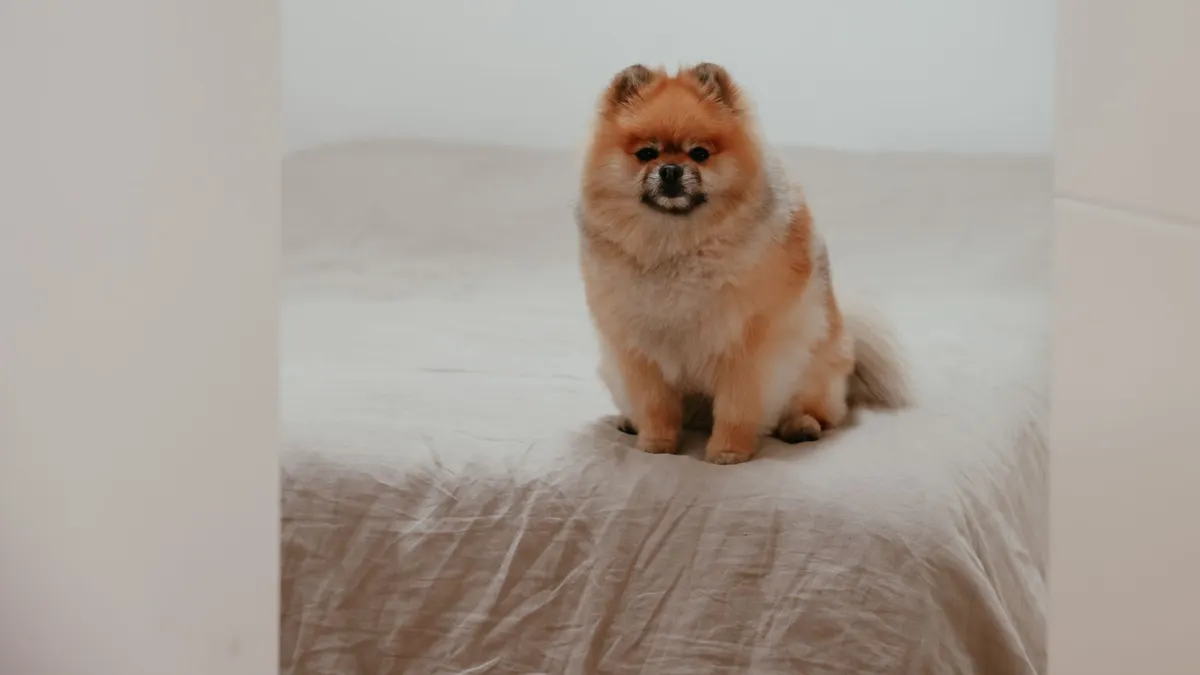 How to Create a Safe Sleeping Area for an Older Dog