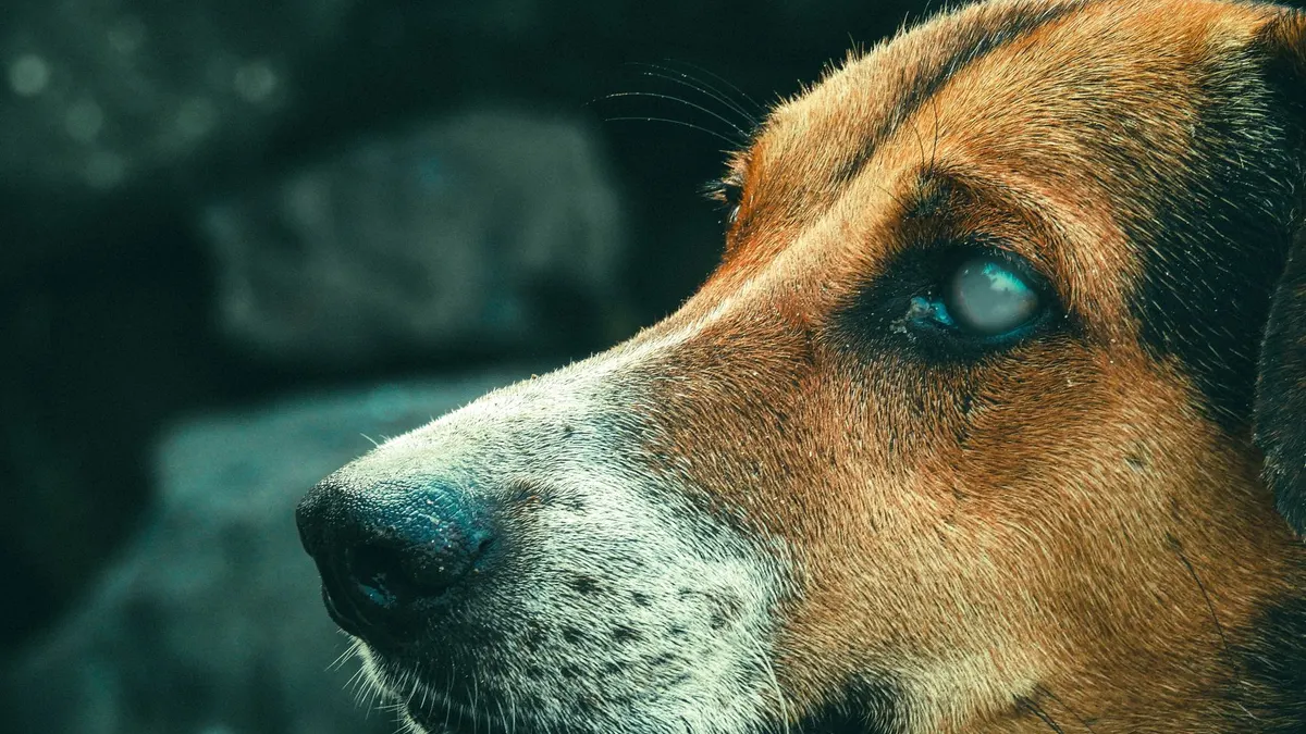 How to Help a Senior Dog Navigate the House at Night