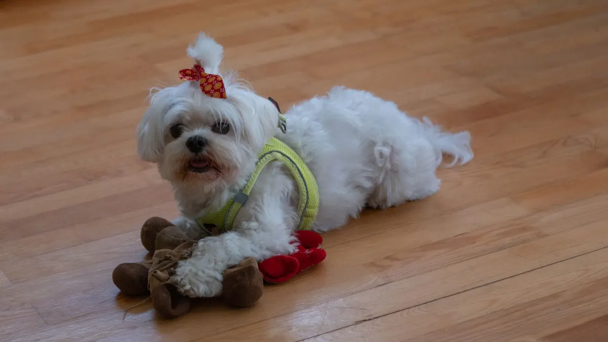 How to Help a Senior Dog Walk on Hardwood Floors