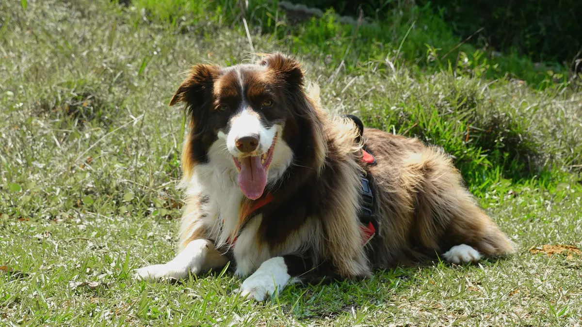 How to Help an Older Dog Maintain a Healthy Weight