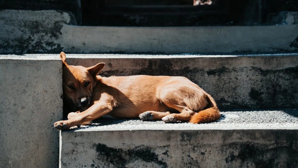 How to Help an Older Dog Climb Stairs Safely