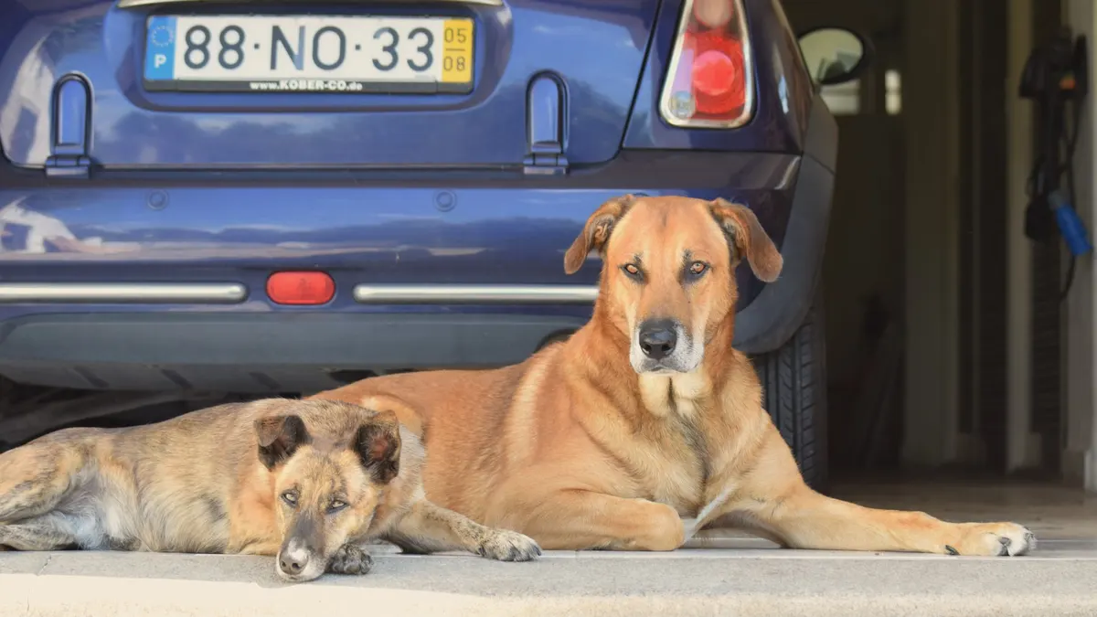 How to Help an Older Dog Get Into a Car