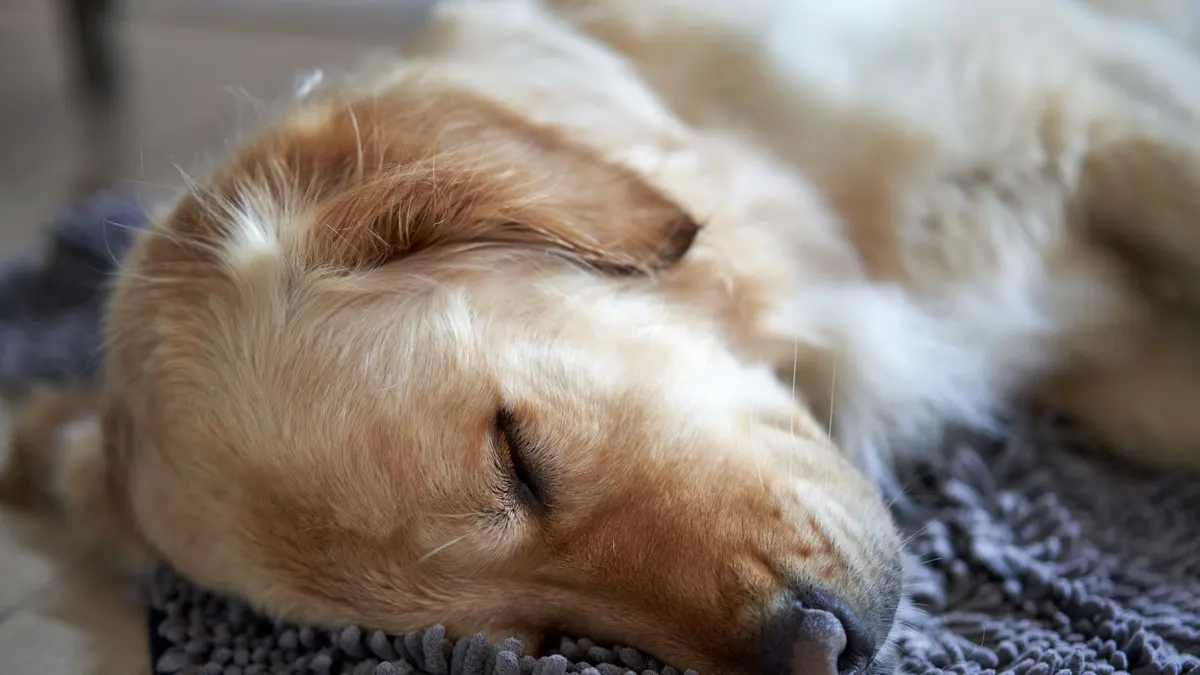 How to Help an Older Dog Sleep More Comfortably