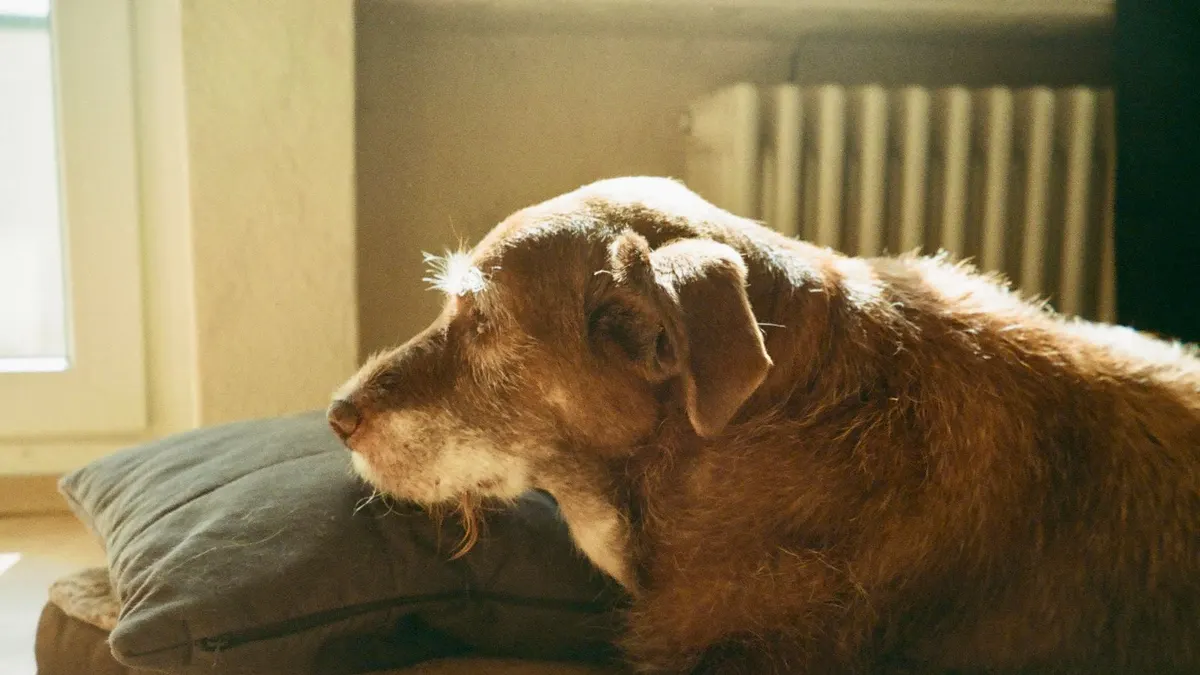 How to Keep a Senior Dog Cool in Summer