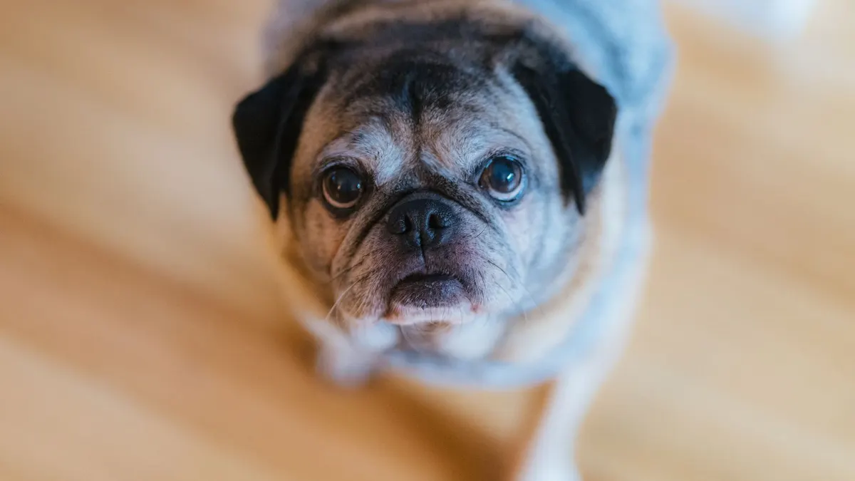 How to Keep an Older Dog Mentally Stimulated
