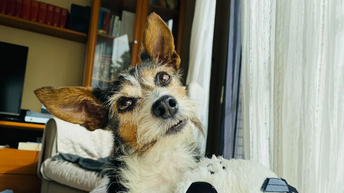How to Make an Older Dog More Comfortable at Night