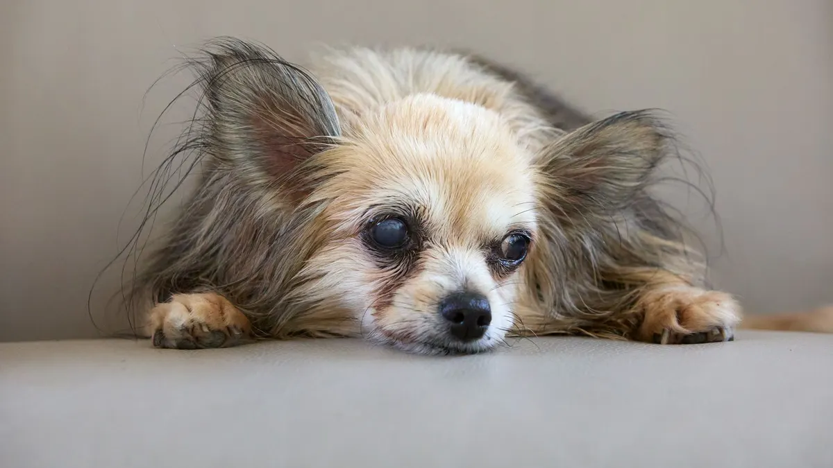 How to Make Food and Water Easier for a Senior Dog