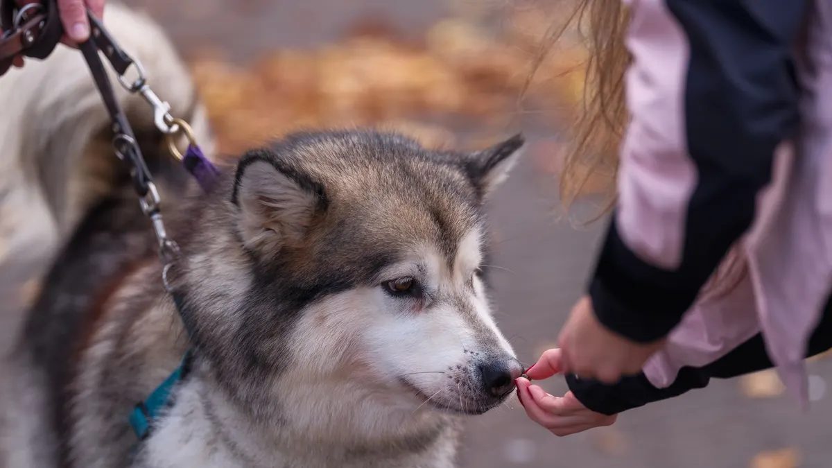 How to Make Giving Medicine Easier for an Older Dog