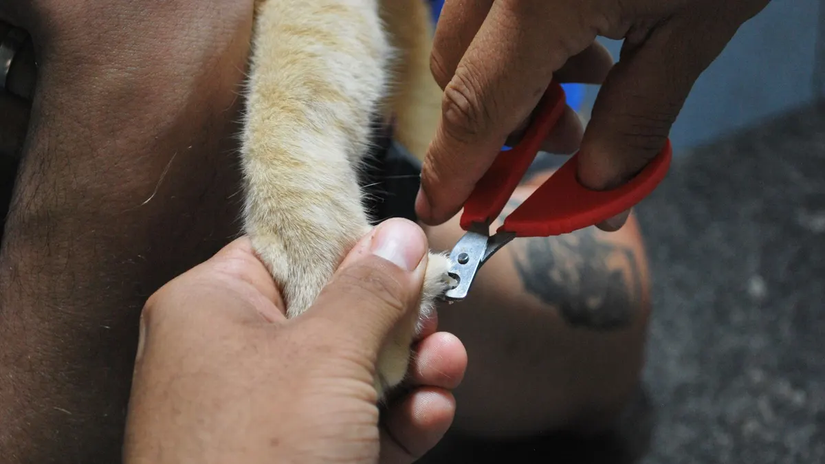 How to Trim the Nails of a Senior Dog Safely