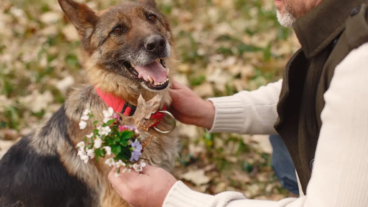 Managing Incontinence in Senior Dogs