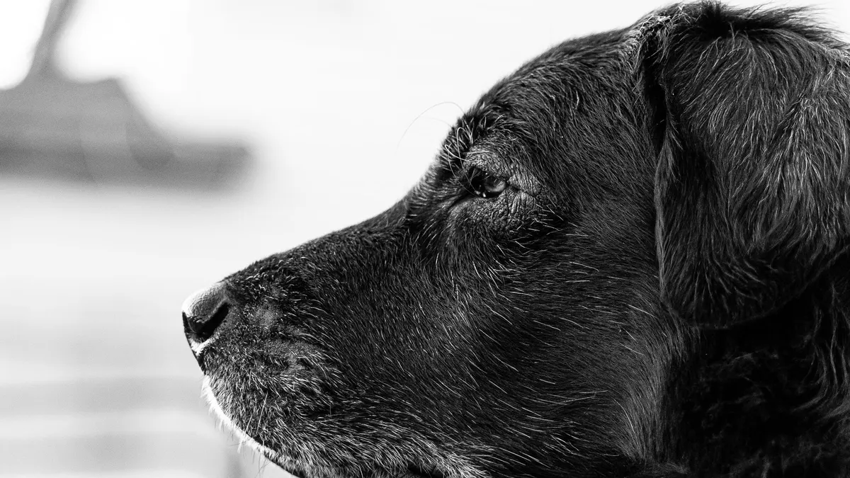 Senior Dog Care by Age: What Changes at 7, 10, 12 and 15 Years