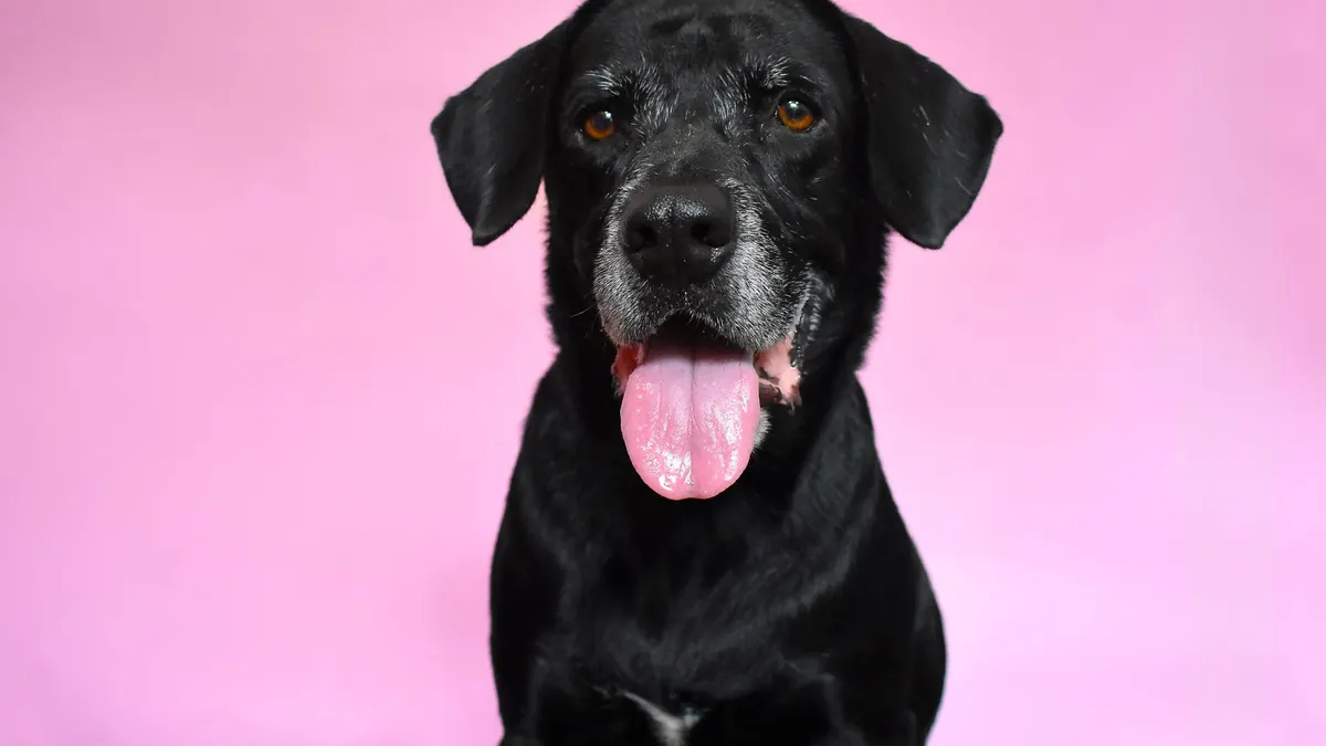 Senior Dog Care Costs: What to Budget for an Older Dog