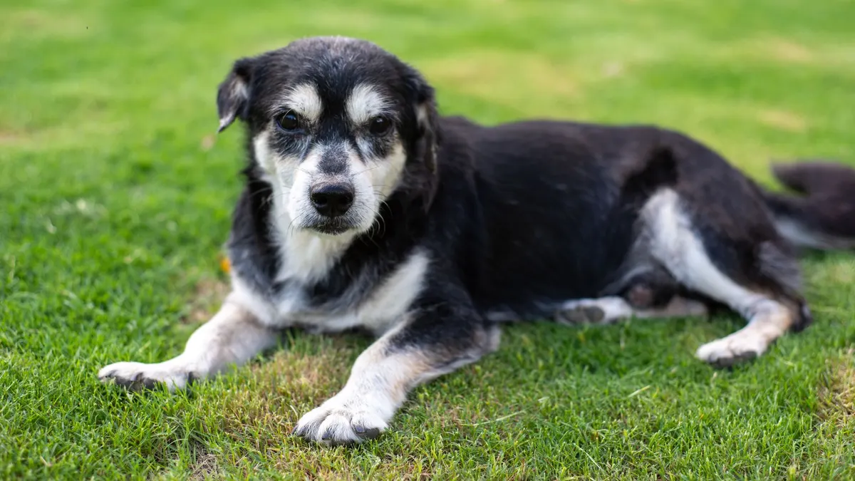 Senior Dog Care for 10-Year-Old Dogs
