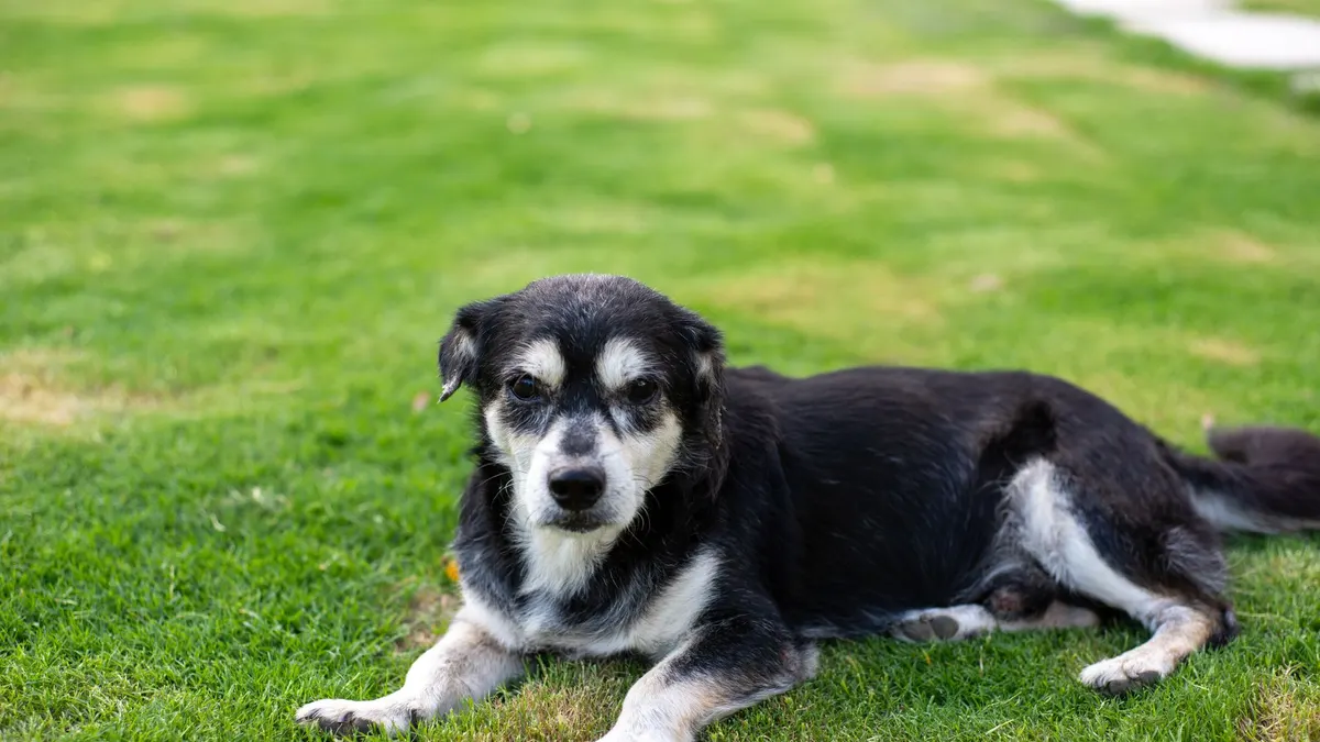 Senior Dog Care for 12-Year-Old Dogs