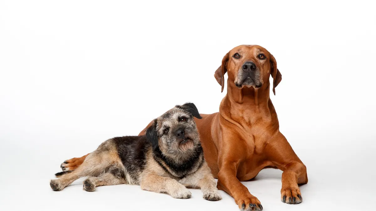 Senior Dog Care for Large Dogs with Mobility Problems