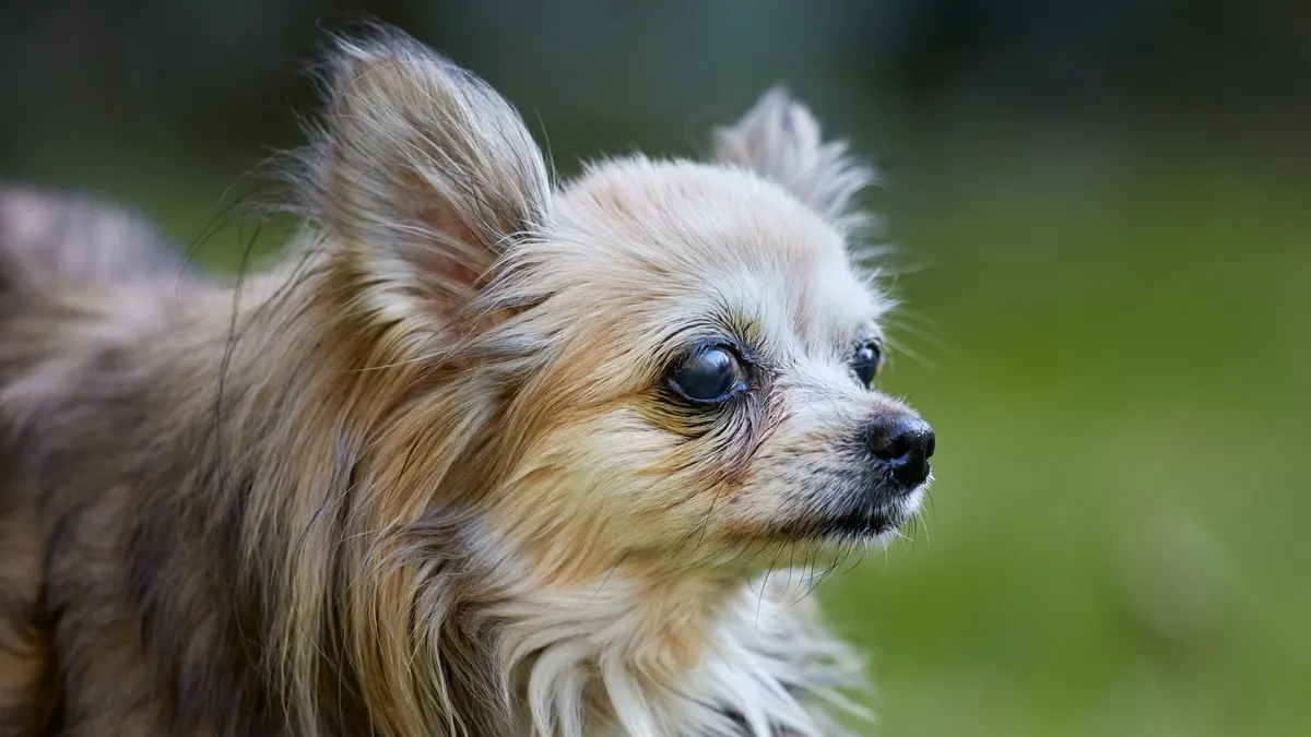 Senior Dog Care for Small Breeds