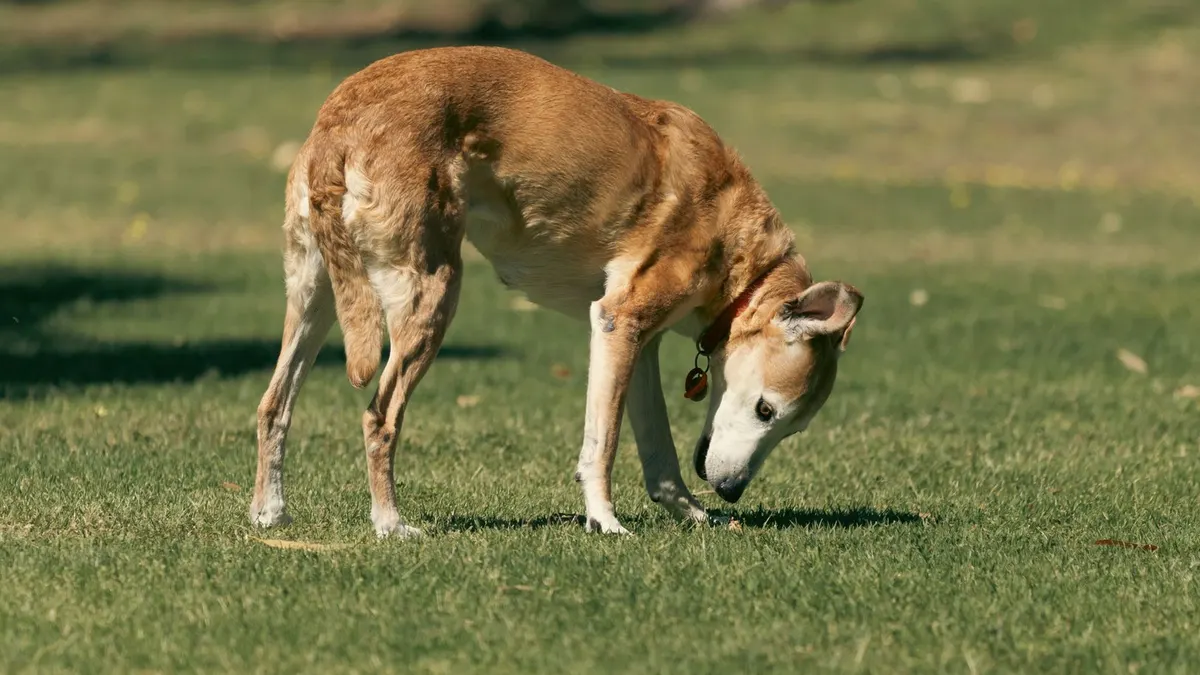 The Complete Senior Dog Checklist: What to Change as Your Dog Ages