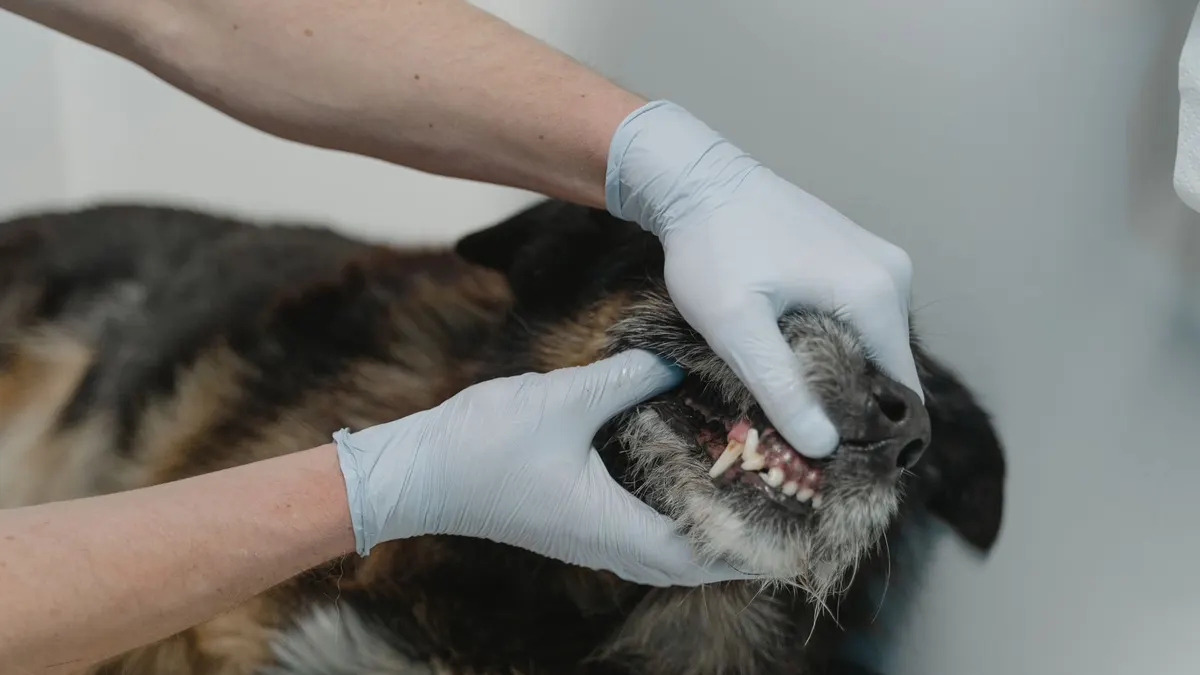 Senior Dog Dental Care: A Gentle, Manageable Routine