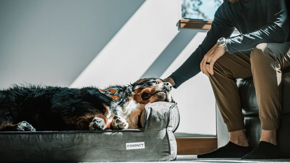 Senior Dog Exercise at Home: Low-Impact Ideas