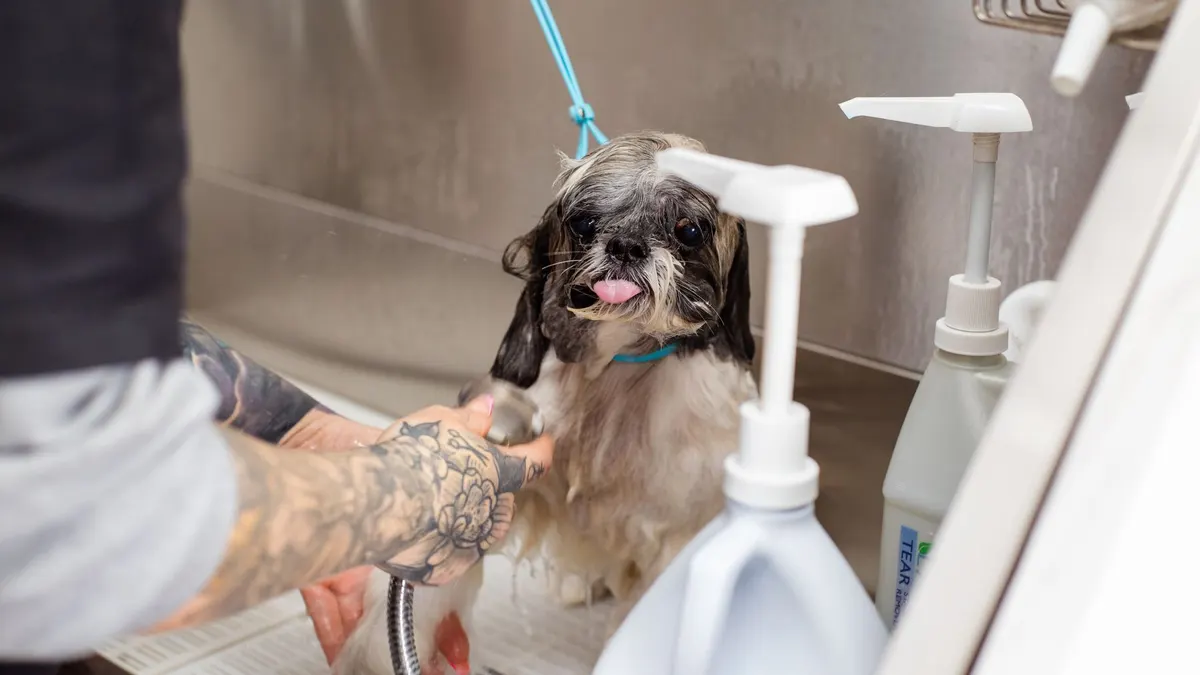 Senior Dog Grooming: A Simple, Gentle Routine