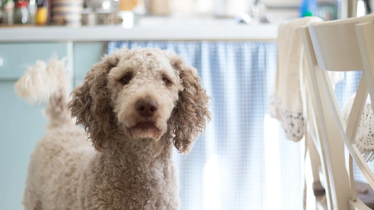 How to Make the Kitchen Safer for a Senior Dog