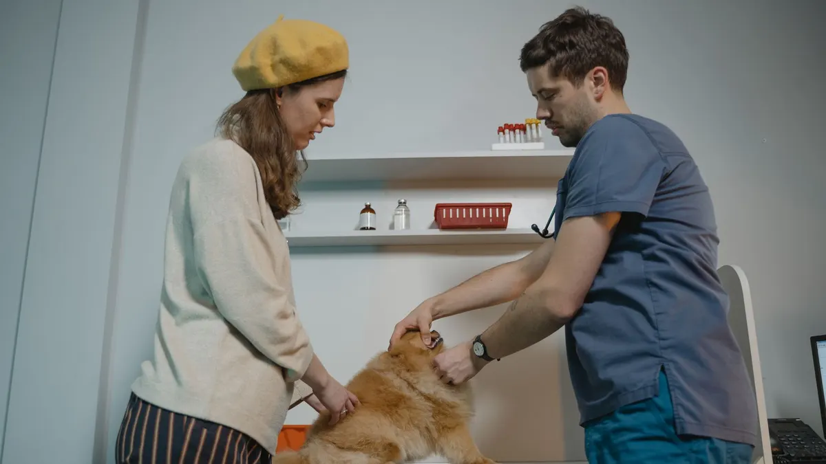 Senior Dog Medication Routine: Tips for Owners