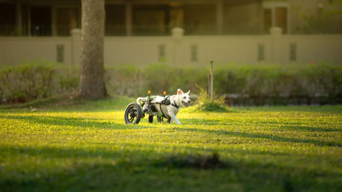Senior Dog Mobility Checklist: 15 Things to Check at Home