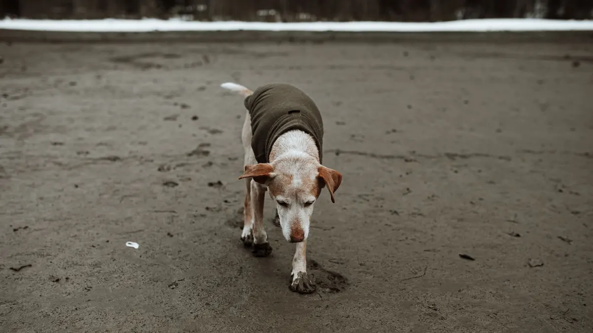Why Is My Senior Dog Walking Slowly?