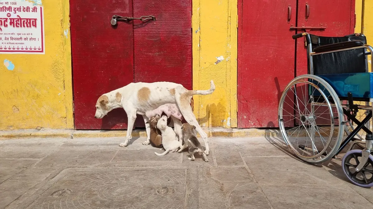 What to Consider Before Buying a Dog Wheelchair