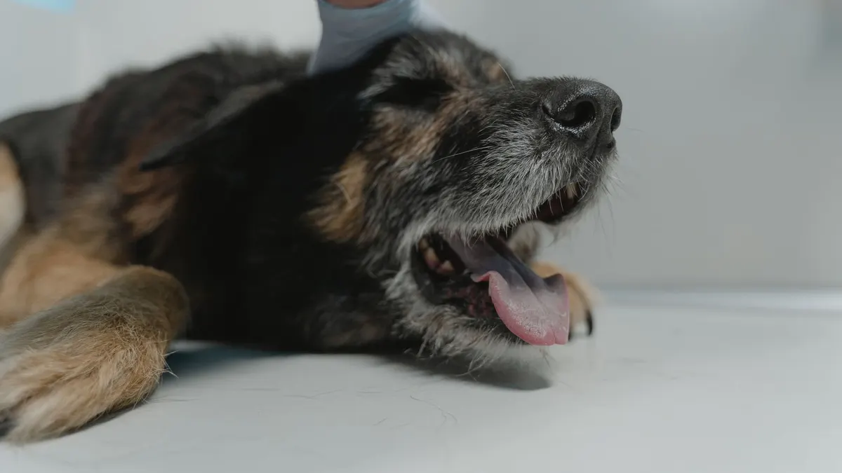 What Should a Senior Dog Wellness Exam Include?