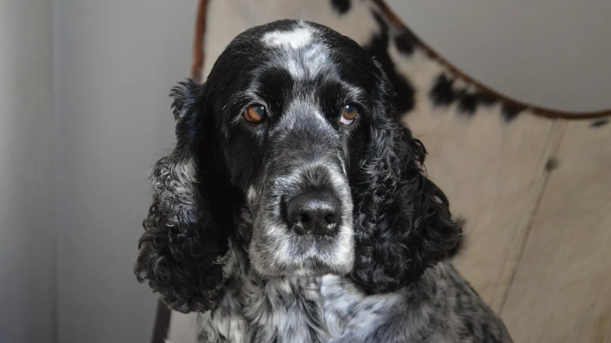When Is a Dog Considered a Senior? By Breed and Size