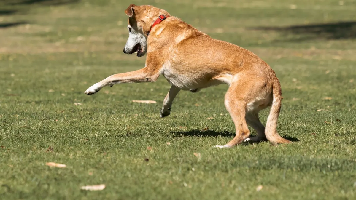 Why Does My Old Dog Struggle to Stand Up?