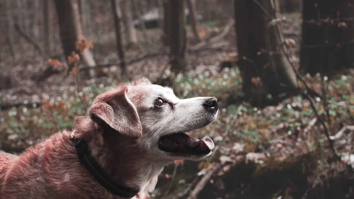 Why Does My Senior Dog Bark More at Night?