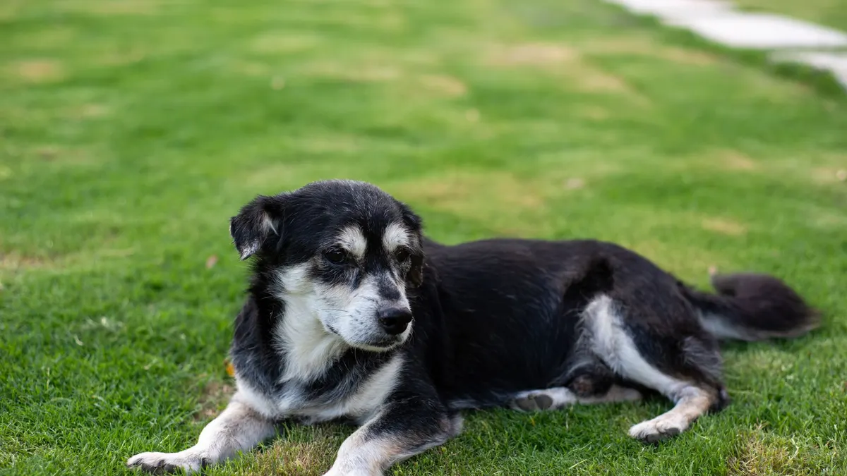 Why Does My Senior Dog Seem Stiff After Resting?