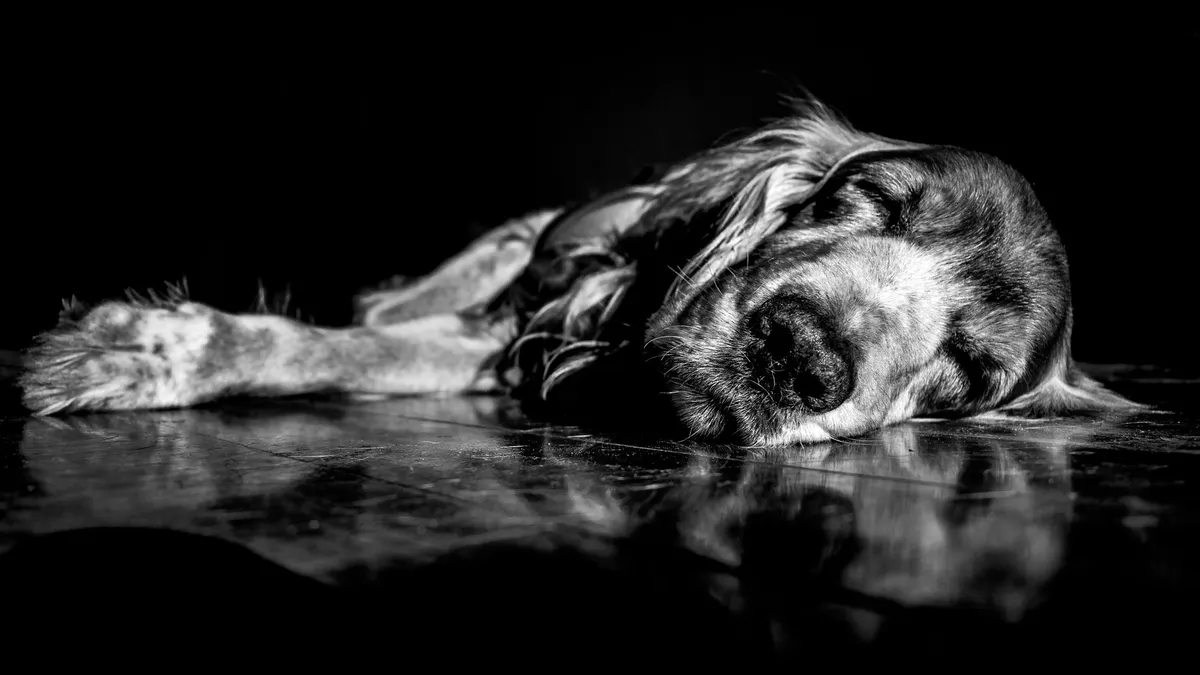 Why Does My Senior Dog Sleep So Much?