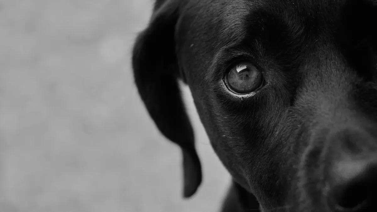 Why Is My Older Dog Pacing at Night?