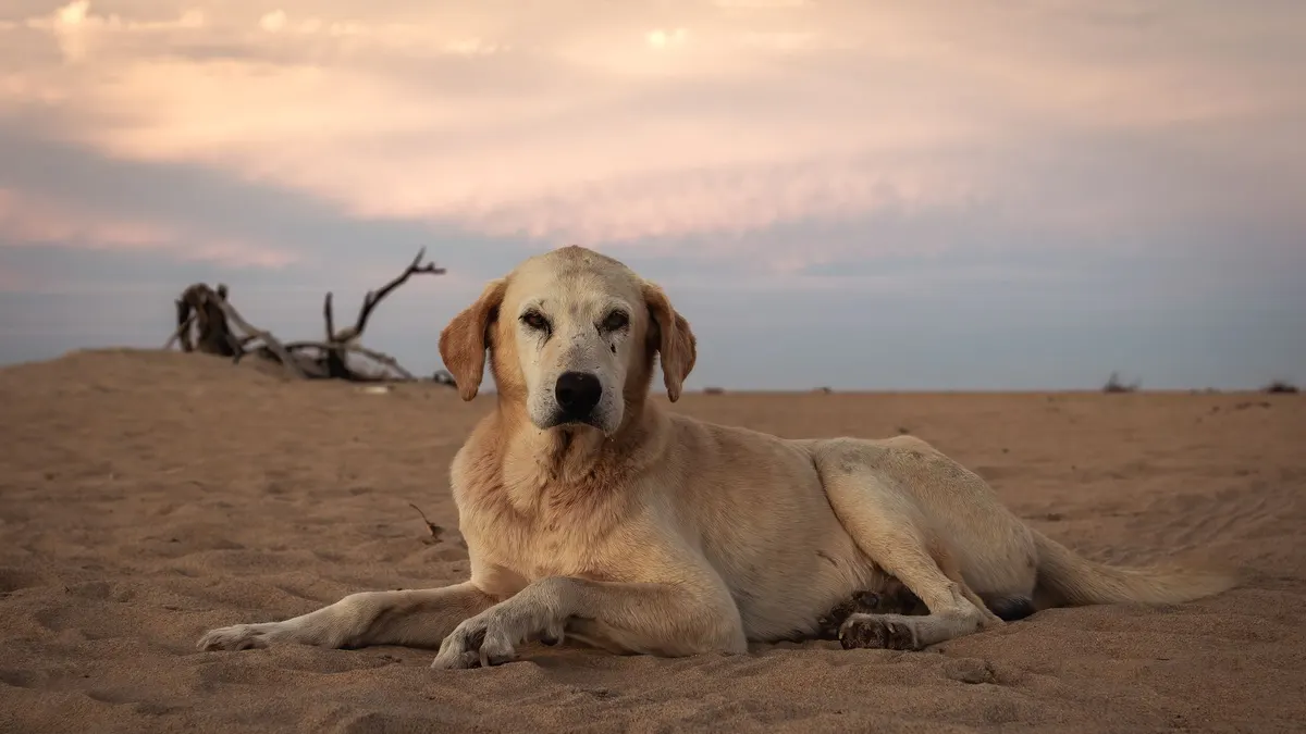 Why Is My Older Dog Restless at Night?